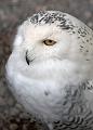Snowy Owl (IMG_0636)